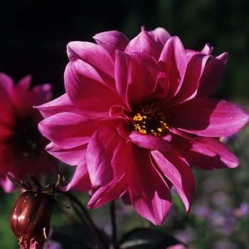 Dahlia 'Facination' (031045)