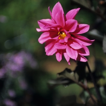 Dahlia 'Facination' (031046)