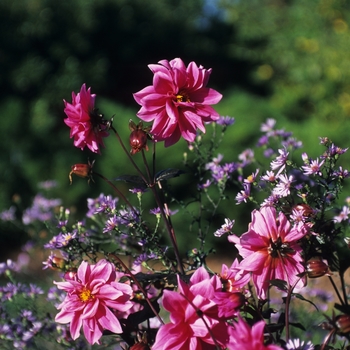 Dahlia 'Facination' (031047)