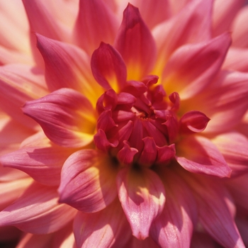 Dahlia 'Helens Mary' (031056)