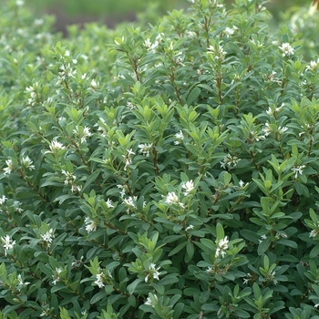 Daphne caucasica '' (031078)