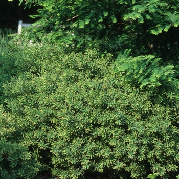 Daphne x burkwoodii 'Carol Mackie' (031081)