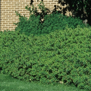 Daphne x burkwoodii 'Carol Mackie' (031082)