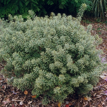 Daphne x burkwoodii 'Carol Mackie' (031083)