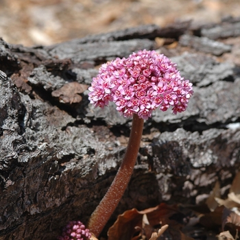 Darmera peltata '' (031085)