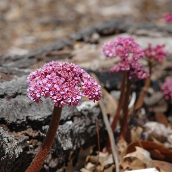 Darmera peltata '' (031086)