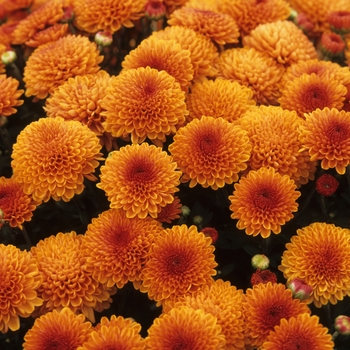 Chrysanthemum x morifolium 'Glowing Lynn' (031099)