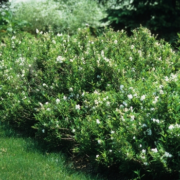 Deutzia gracilis '' (031135)