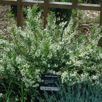 Deutzia gracilis '' (031136)