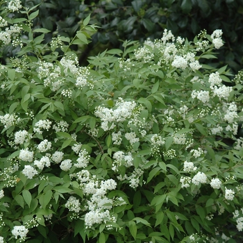 Deutzia scabra '' (031146)