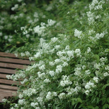 Deutzia scabra '' (031147)