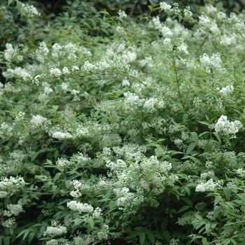 Deutzia scabra '' (031148)