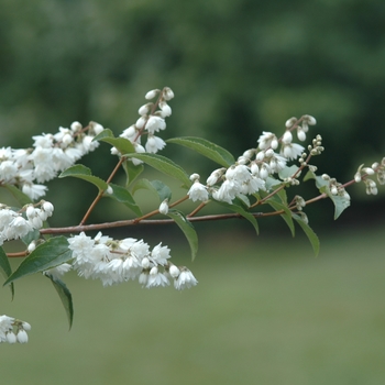 Deutzia scabra 'Candidissima' (031149)