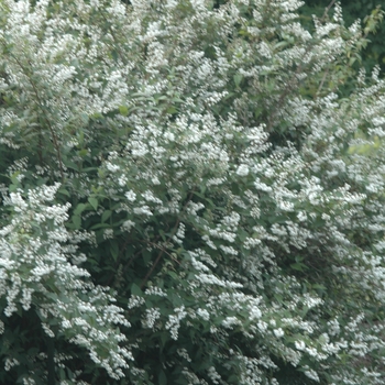 Deutzia scabra 'Candidissima' (031151)