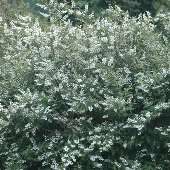 Deutzia scabra 'Candidissima' (031152)