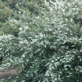 Deutzia scabra 'Candidissima' (031153)