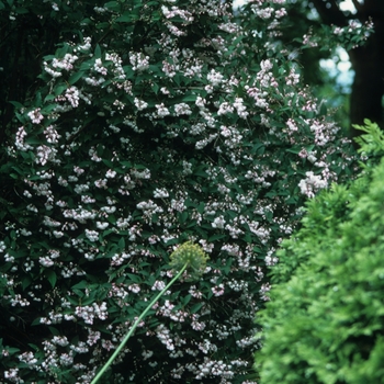 Deutzia scabra 'Godsall Pink' (031154)