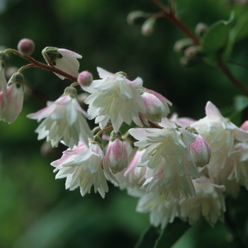 Deutzia scabra 'Godsall Pink' (031155)