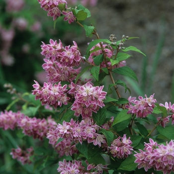 Deutzia 'Magicien' (031157)