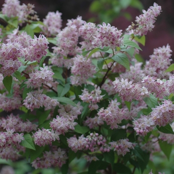 Deutzia 'Magicien' (031159)