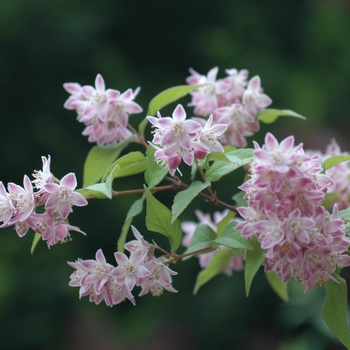 Deutzia 'Magicien' (031160)