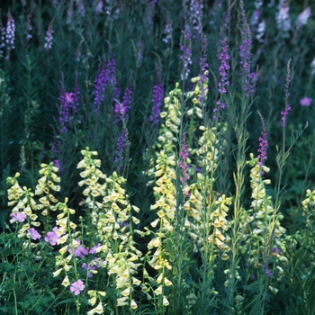 Digitalis grandiflora '' (031192)