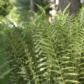 Dryopteris celsa '' (031219)