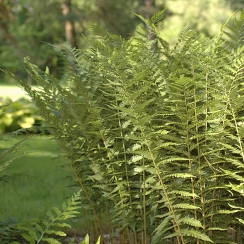 Dryopteris celsa '' (031220)