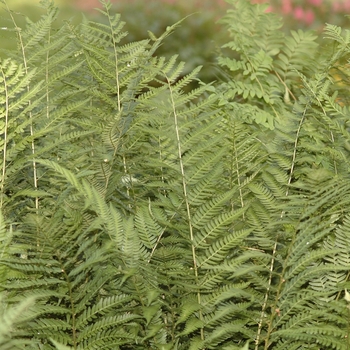 Dryopteris celsa '' (031222)