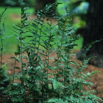 Dryopteris cristata '' (031223)