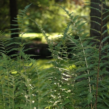 Dryopteris cristata '' (031224)