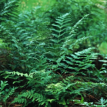 Dryopteris spinulosa '' (031260)