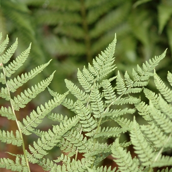 Dryopteris spinulosa '' (031262)