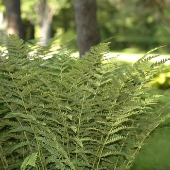 Dryopteris spinulosa '' (031263)