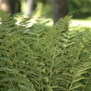 Dryopteris spinulosa '' (031264)