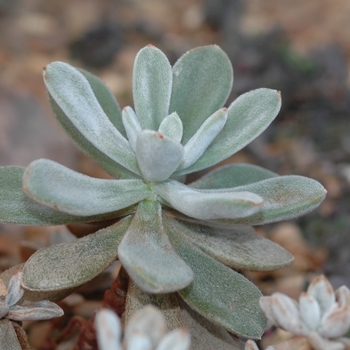 Echeveria leucotricha '' (031266)