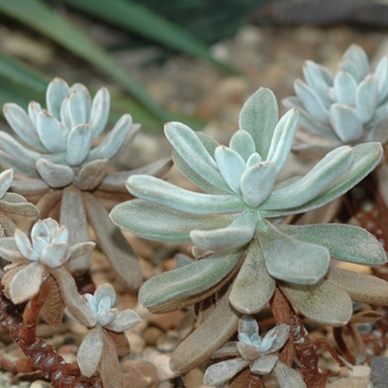 Echeveria leucotricha '' (031268)