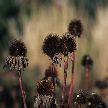 Echinacea purpurea 'Bright Star' (031289)