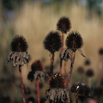 Echinacea purpurea 'Bright Star' (031290)