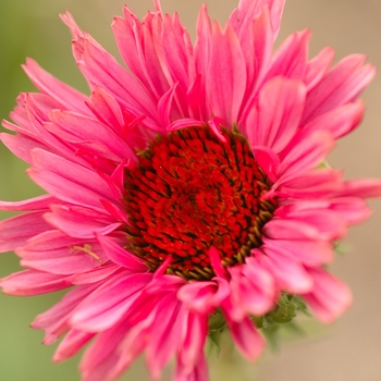 Echinacea purpurea 'Fancy Frills' (031291)