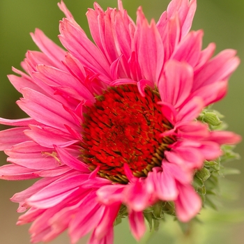 Echinacea purpurea 'Fancy Frills' (031292)