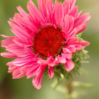 Echinacea purpurea 'Fancy Frills' (031294)