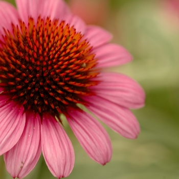 Echinacea purpurea 'Prairie Frost' (031320)