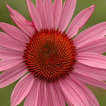 Echinacea purpurea 'Sparkler' (031331)