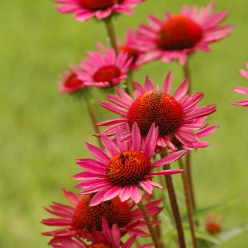 Echinacea purpurea 'Vintage Wine' (031346)