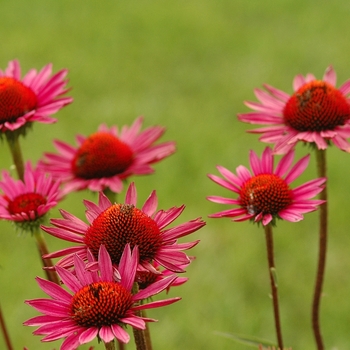 Echinacea purpurea 'Vintage Wine' (031347)