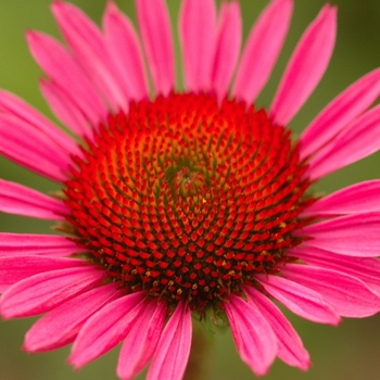 Echinacea purpurea 'Vintage Wine' (031348)