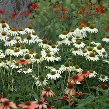 Echinacea purpurea 'White Swan' (031349)