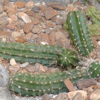 Echinocereus enneacanthus '' (031370)