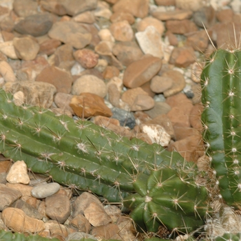 Echinocereus enneacanthus '' (031371)